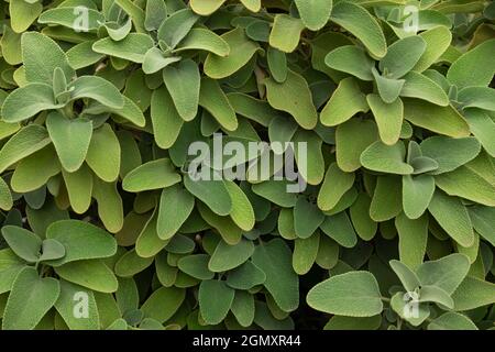 Texturierter Hintergrund der Pflanze, Salvia fruticosa oder griechischer Salbei, voller grüner Blätter, im Herbst, endemisch im östlichen Mittelmeer Stockfoto