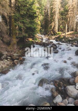 Sommerlandschaft mit Bergfluss.schneller und starker Bergfluss durch den grünen Kiefernwald mit dem felsigen Flussbett. Kaukasische Region Stockfoto