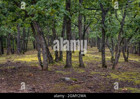 Wald in der Nähe von Beglik Tash prähistorische Felsschutzgebiet an der südlichen Schwarzmeerküste von Bulgarien Stockfoto