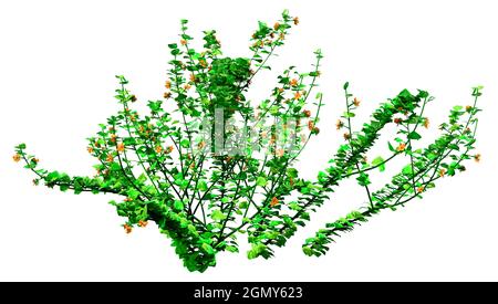 3D-Darstellung einer blühenden Pimpernel-Pflanze oder Anagallis arvensis isoliert auf weißem Hintergrund Stockfoto