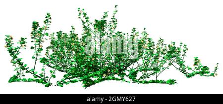 3D-Darstellung einer blühenden Pimpernel-Pflanze oder eines Stellaria-Mediums auf weißem Hintergrund Stockfoto