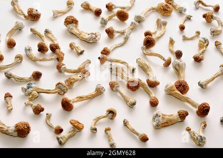 Mikrodosierkonzept. Trockene Psilocybin-Pilze auf weißem Hintergrund. Psychedelisch, überwältigend, magischer Pilz. Medizinische Verwendung. Stockfoto