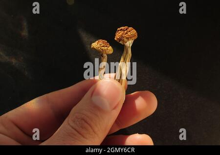 Psilocybin-Pilze in der Hand des Mannes auf schwarzem Hintergrund. Psychedelische Magie Golden Teacher Pilze. Medizinische Verwendung. Mikrodosierkonzept. Stockfoto