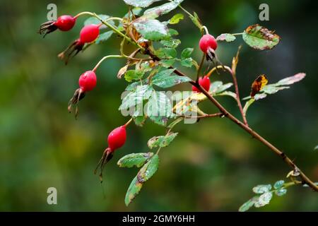 Nahaufnahme von wilden roten Hagebutten auf einem Rosenbusch vor einem verschwommenen Hintergrund. Stockfoto