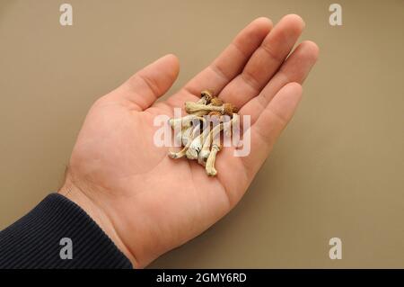 Psilocybin Psilocybe Cubensis Pilze in der Hand des Mannes auf braunem Hintergrund. Psychedelischer Zauberpilz Golden Teacher. Draufsicht, flach liegend. Mikrodosierung Stockfoto