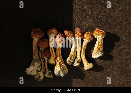 Getrocknetes Psilocybe cubensis auf schwarzem Hinterfransen, flaches Lay. Psilocybin-Pilze in der Reihe. Magie schäume den Goldenen Lehrer, spirituelle Erfahrung. Neu Stockfoto