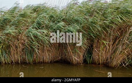 Schilf in den Norfolk-Broaden. Stockfoto