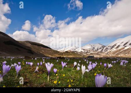 Veilchen im Pian Grande, Castelluccio di Norcia, Umbrien, Italien, Europa Stockfoto