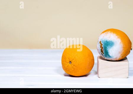 Verfaulte Schimmelige Orangen. Ein Foto des wachsenden Schimmels. Holzpodium. Verdorbenes Obst. Essensreste. Speicherplatz kopieren. Stockfoto