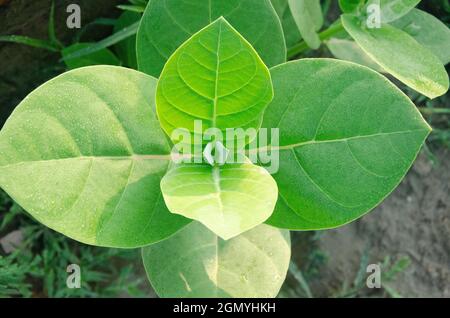 Selektiver Fokus auf CALOTROPIS PROCERA-Anlage isoliert mit unscharfem Hintergrund im Morgensonnenlicht im Park. Weiße Blüten, grüne Blätter und Früchte. Stockfoto