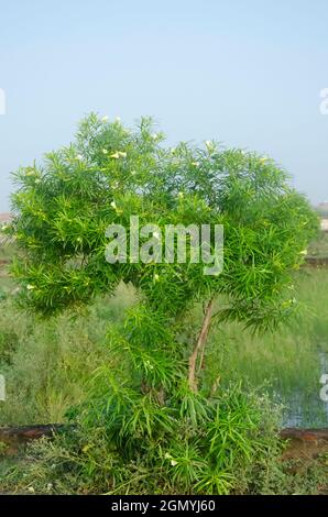 Selektiver Fokus auf CASCABELA THEVETIA ODER OLEANDER PFLANZE mit weißen Blüten und grünen Blättern. Himmel im Hintergrund. Stockfoto