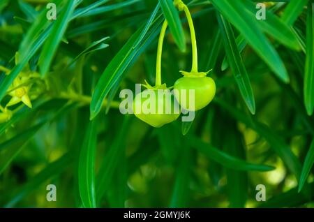 Selektiver Fokus auf CASCABELA THEVETIA ODER OLEANDER PFLANZE mit Früchten und grünen Blättern isoliert mit grünem Hintergrund. Stockfoto