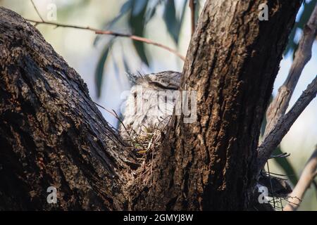 Tawny Frogmouth ruht auf Baum Ast Stockfoto