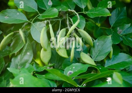 Selektiver Fokus auf PONGAMIA-Pflanze mit Früchten und grünen Blättern isoliert mit grünem Weichzeichner Hintergrund. Stockfoto