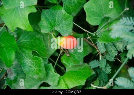 Selektiver Fokus auf TRICHOSANTHES CUCUCUMEROIDES Pflanze mit roten Früchten und schönen Blättern im Garten in der Morgensonne. Wasser tropft auf die Blätter. Stockfoto