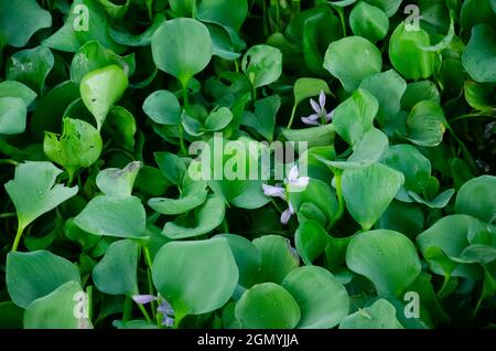 Selektiver Fokus auf HETERANTHERA RENIFORMIS Pflanze mit Blättern auf dem Wasser im Morgensonnenlicht. Wasserwerk. Stockfoto