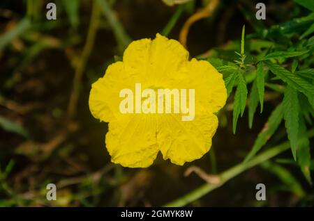 Selektiver Fokus auf DIE RANDKÜRBIS-BLUME im Garten mit unscharfem Hintergrund. Stockfoto