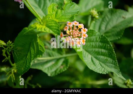 Selektiver Fokus auf schöne LANTANA CAMARA Blume mit grünen Blättern isoliert mit dunkelgrünen Weichzeichnung Hintergrund. Morgenblick im Garten. Allgemein bekannt Stockfoto