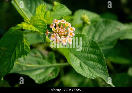 Selektiver Fokus auf schöne LANTANA CAMARA Blume mit grünen Blättern isoliert mit dunkelgrünen Weichzeichnung Hintergrund. Morgenblick im Garten. Allgemein bekannt Stockfoto