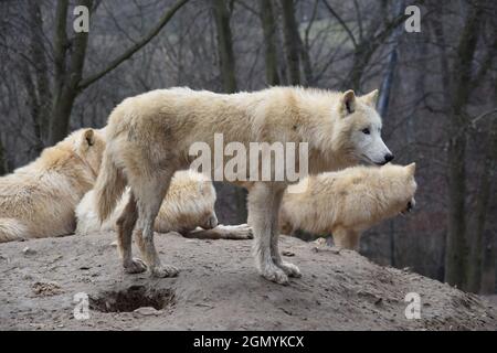 Herde von weißen arktischen Wolfen auf dem Hügel Stockfoto