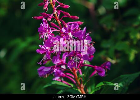 Nahaufnahme leuchtend rosa Weidenkräuter (Feuerkraut oder Ivan-Tee) Elobium-Blüten, die auf der Wiese wachsen Stockfoto