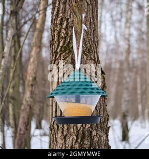 Ein Hirsefütterungssystem für Vögel in einem Winterwald auf einem schneebedeckten Tre Stockfoto