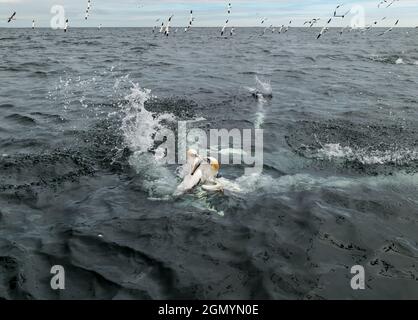 Nordtölpel (Morus bassanus) kämpfen um Heringsfische und tauchen ins Meer in Firth of Forth, Schottland, Großbritannien Stockfoto