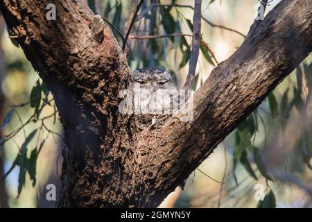 Tawny Frogmouth ruht auf Baum Ast Stockfoto