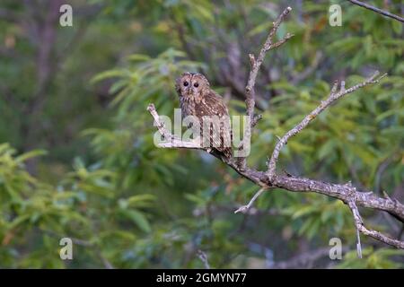 Waldkauz (Strix aluco), Erwachsener auf einem Zweig, Kampanien, Italien Stockfoto