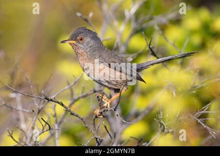 Dartford-Waldsänger (Sylvia undata), Seitenansicht eines erwachsenen Mannes, der auf einem Zweig thront, Kampanien, Italien Stockfoto