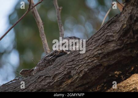 Tawny Frogmouth ruht auf Baum Ast Stockfoto