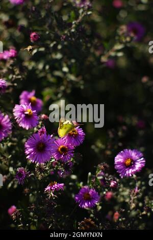 Gelber Schmetterling auf violettem Chrysantheme-Busch im Herbstgarten. Stockfoto