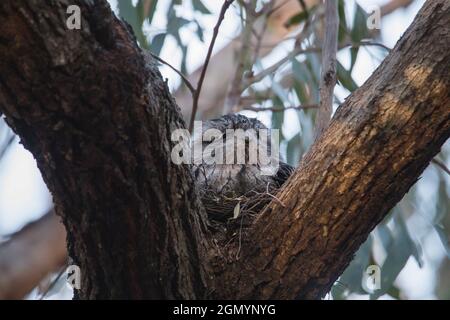 Tawny Frogmouth ruht auf Baum Ast Stockfoto