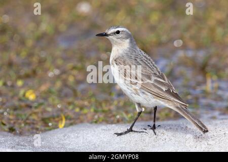 Wasserpipit (Anthus spinoletta), Erwachsener, der auf dem Schnee steht., Abruzzen, Italien Stockfoto