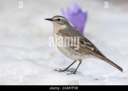 Wasserpipit (Anthus spinoletta), Seitenansicht eines Erwachsenen, der auf dem Schnee steht, Abruzzen, Italien Stockfoto