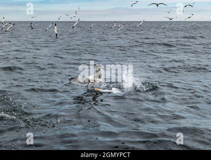 Nordtölpel (Morus bassanus) und Heringmöwe (Larus argentatus) kämpfen um einen Heringfisch in Firth of Forth, Schottland, Großbritannien Stockfoto