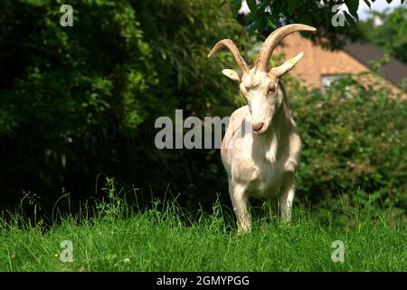 Frontalansicht einer ziege auf einer Wiese Stockfoto