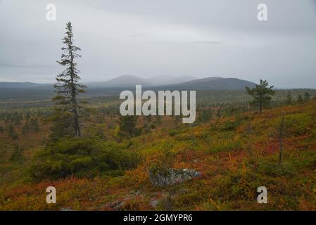 Herbstszene, Pallastunturit fellt im Hintergrund. Pallas-Yllästunturi-Nationalpark, Muonio, Finnland Stockfoto