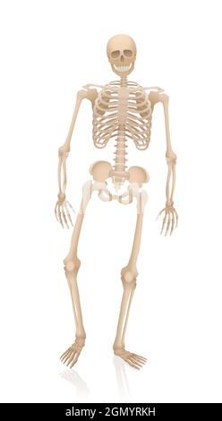 Walking Skeleton - lebendig, gruselig, gruselig, erschreckend, aber mit einem freundlichen Lächeln. Anatomische Proportionen einer erwachsenen Person mit durchschnittlichem Körpertyp. Stockfoto