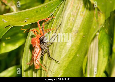Radfehler Häutung (Arilus cristatus) Stockfoto