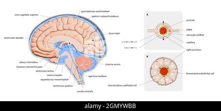 Diagramm zur Darstellung von Liquor Liquor im zentralen Nervensystem des Gehirns. Gehirnstruktur, 2d-Grafik, Illustration Stockfoto