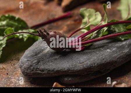 Frisch geerntete Rote Beete mit Schmutz auf grauem Stein Stockfoto