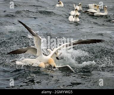 Nordtölpel (Morus bassanus) kämpfen um einen Heringsfisch und fangen diesen in Firth of Forth, Schottland, Großbritannien Stockfoto