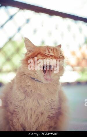 Vertikale Aufnahme einer gähnenden Ingwerkatze mit unscharfem Hintergrund Stockfoto