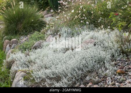 Silbergraues immergrünes Laub von Cerastium tomentosum, auch Snow-in-Summer genannt, ein Teppich, der den Boden für Steingärten bildet, im Sommer die Perenni Stockfoto