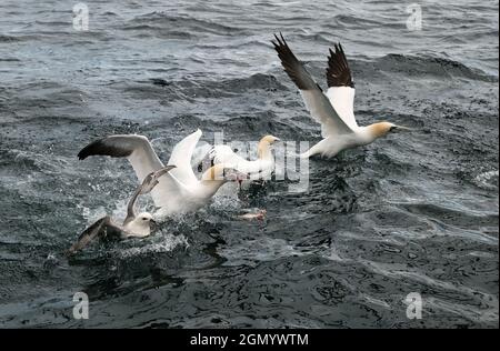 Nordtölpel (Morus bassanus) und Fulmar (Fulmaris glacialis) kämpfen um einen Heringsfisch und fangen diesen im Firth of Forth, Schottland, Großbritannien Stockfoto