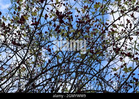 Hagebuttenstrauch vor dem Himmel Stockfoto