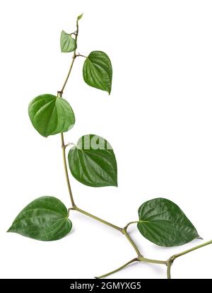 Betel Rebe, immergrüne, mehrjährige Kletterer Pflanze, Blätter werden meist konsumiert und traditionell geschätzt Kraut in indien und sri lanka Stockfoto
