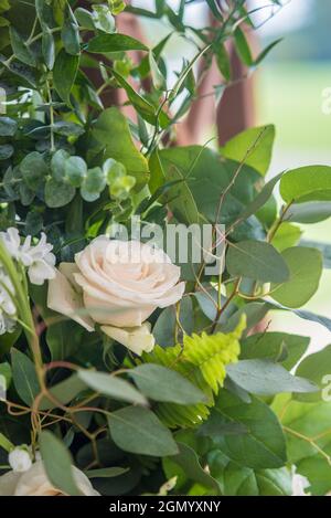 Vertikale Aufnahme einer wunderschönen Rose, aufgenommen im Marietta Country Club in Marietta, GA Stockfoto