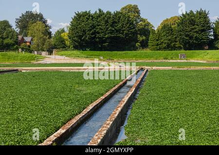 England, Hampshire, Old Alresford, Watercress Fields Stockfoto